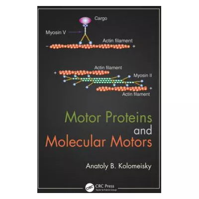 Motor Proteins &amp; Molecular Motors